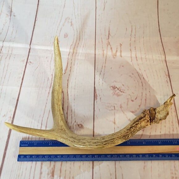 2 Point Deer Antler Natural Craft Rustic Decor 10" - Picture 6 of 6